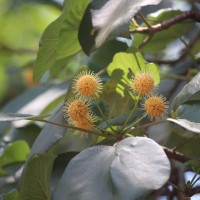 Adina cordifolia (Roxb.) Brandis